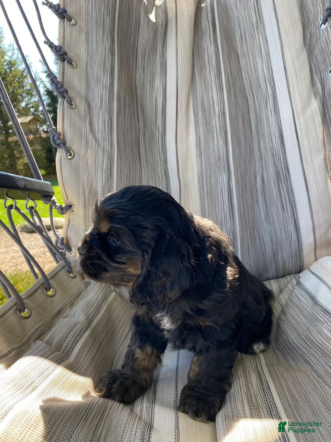 Cocker Spaniel dogs for sale: Gabe - Ad 4