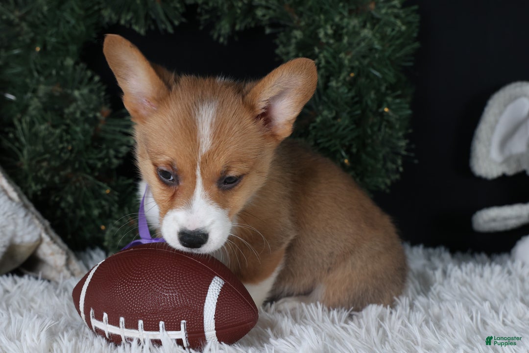 Welsh Corgi Pembroke dogs for sale: Holden - Ad 32