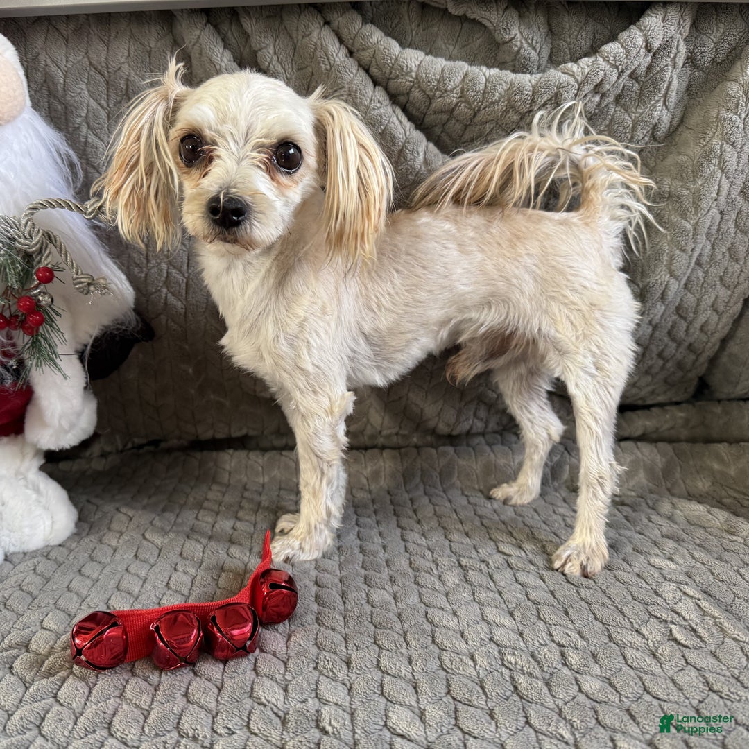 Morkie dogs for sale: Austin  - Ad 2