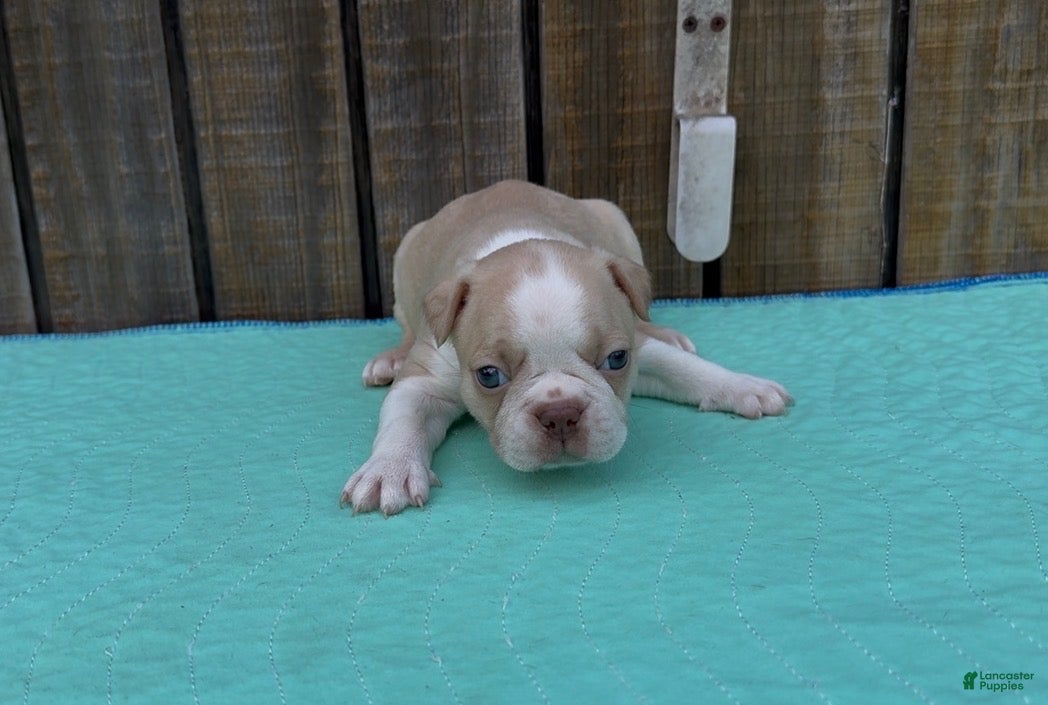 Boston Terrier dogs Boston Terrier 3 - Ad 14