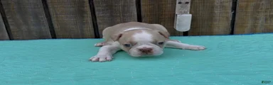Boston Terrier 3