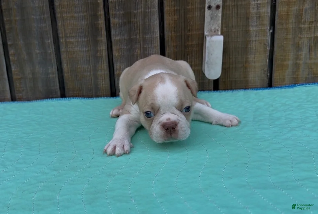 Boston Terrier dogs for sale: Boston Terrier 3 - Ad 1