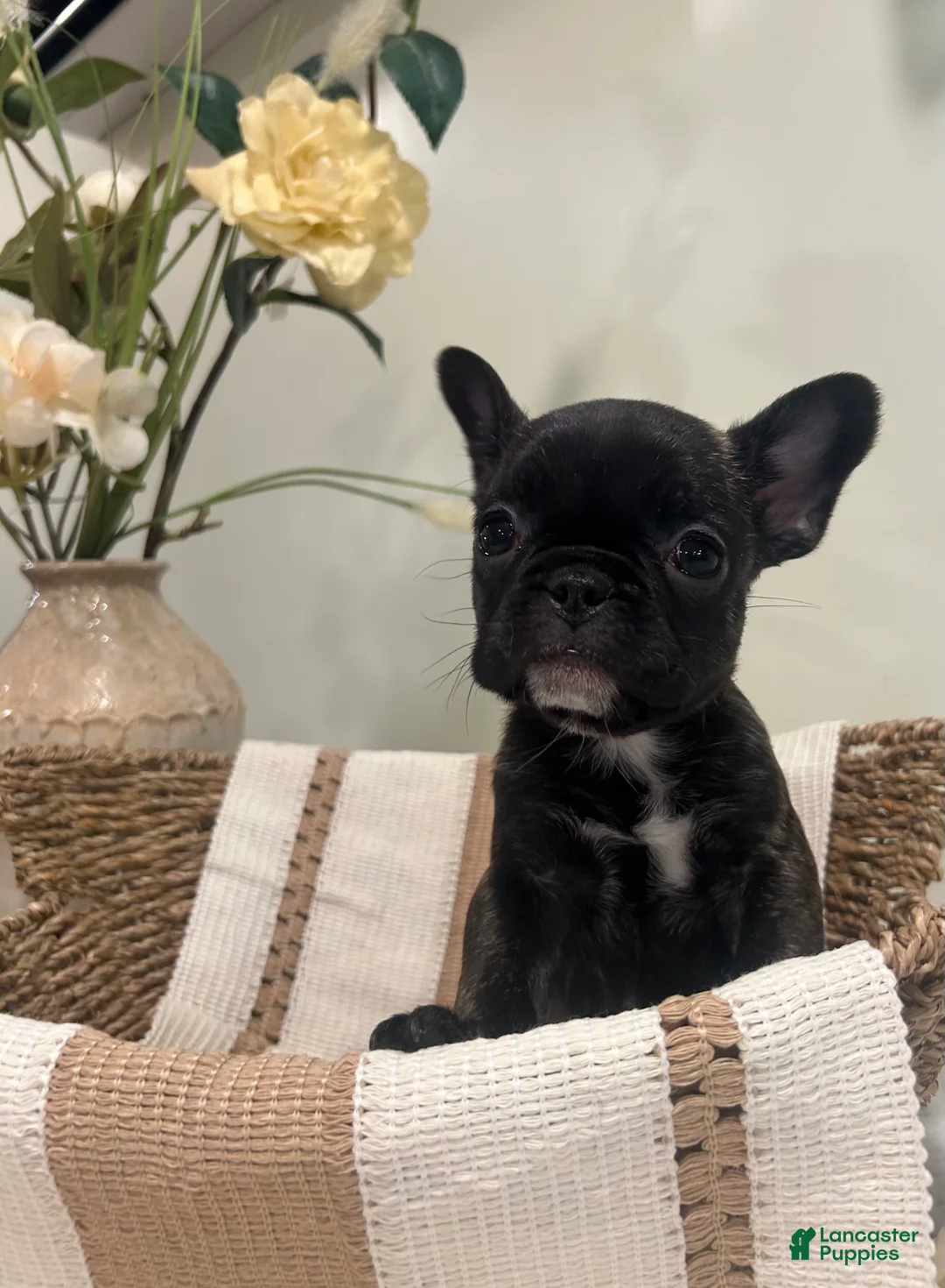 Frug dogs for sale: Isabella - Ad 2