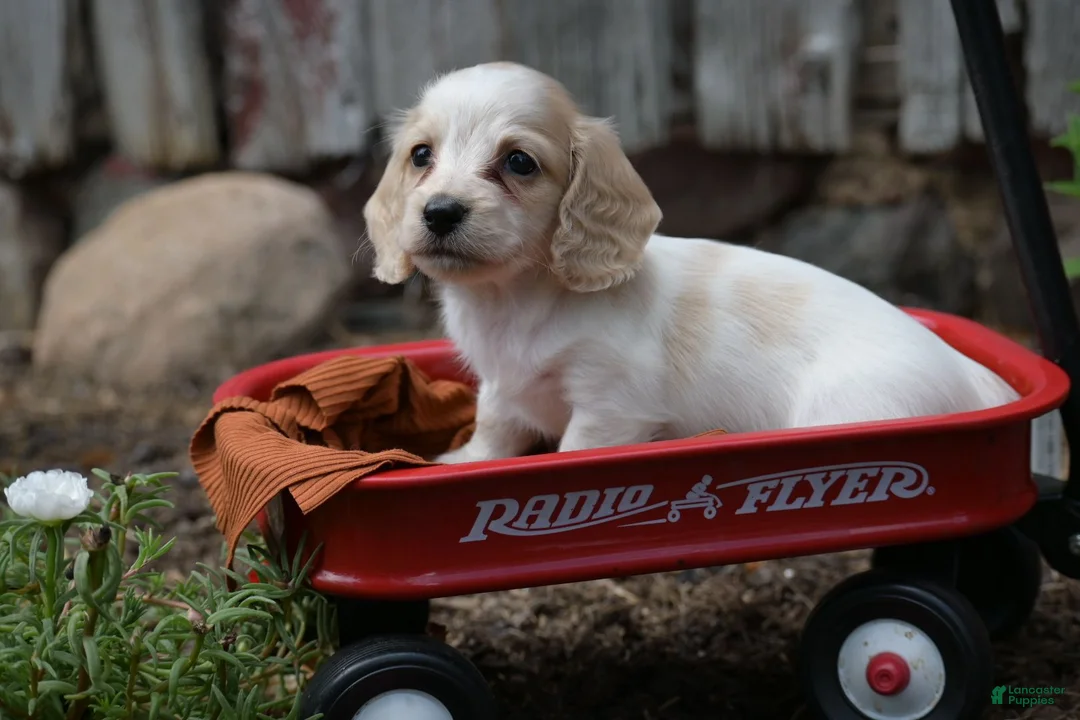 Miniature Dachshund dogs for sale: Miniature Dachshund 2 - Ad 2