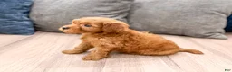 Mini Goldendoodle dogs for sale: Rocky - Ad 4