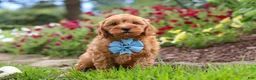 Cavapoo dogs for sale: Nash - Ad 7