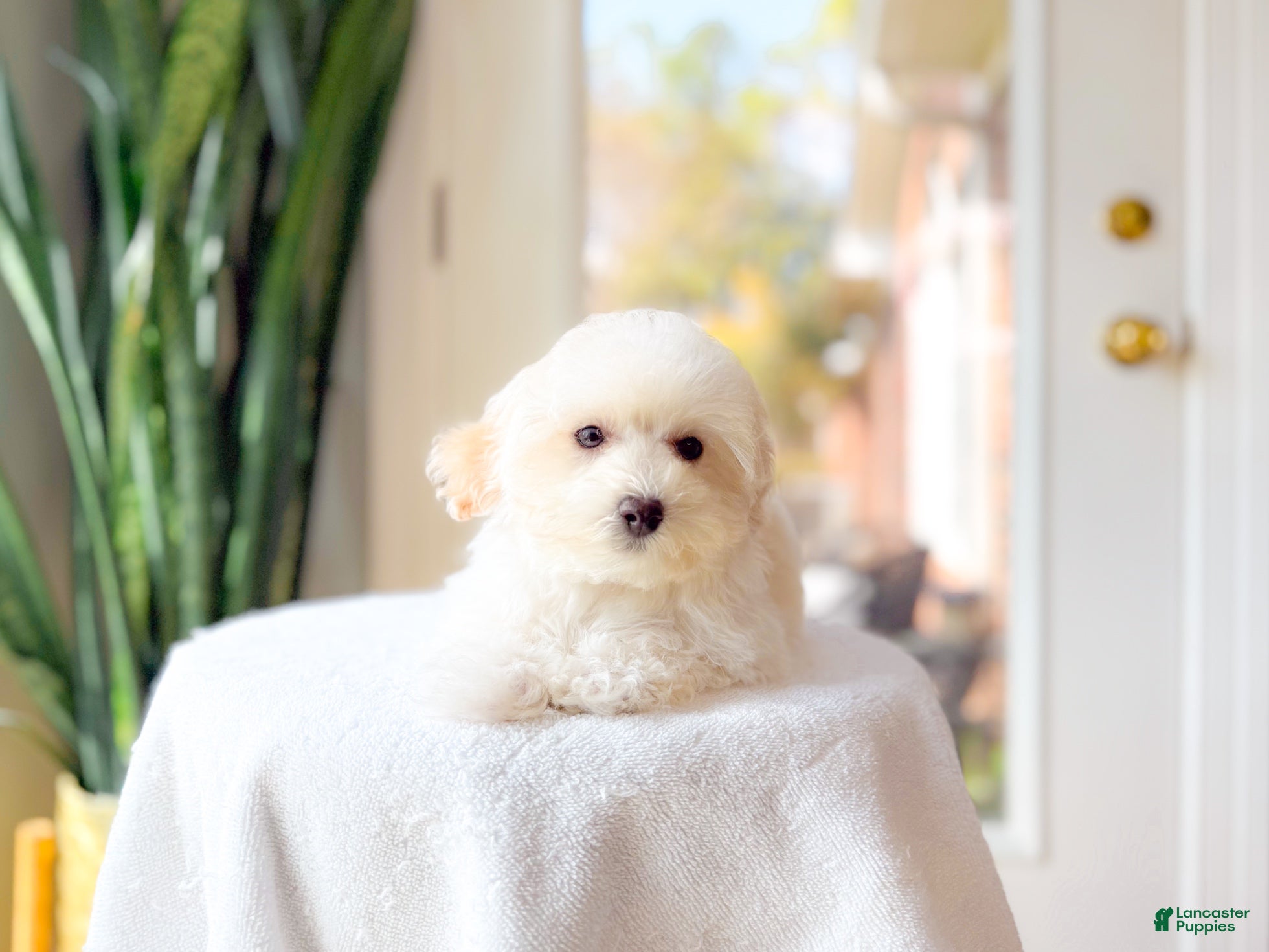 Maltipoo dogs Kurt - Ad 2