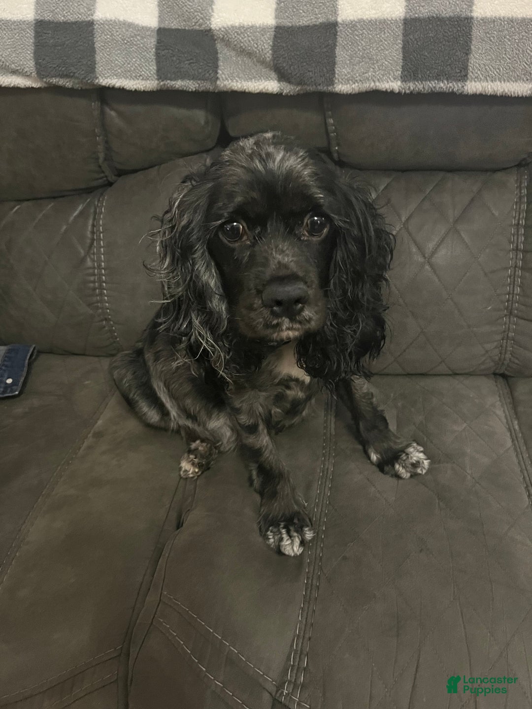 Cocker Spaniel dogs for sale: Fozzy  - Ad 7