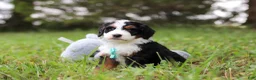 Mini Bernedoodle dogs for sale: Tommy 🐾 - Ad 2