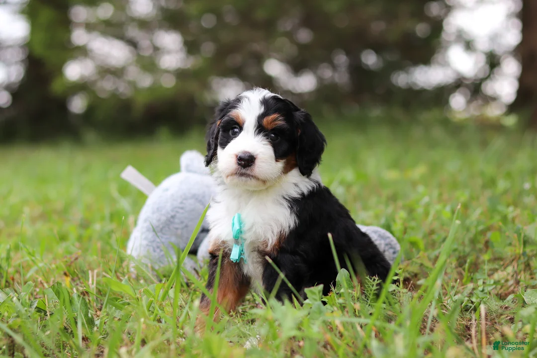 Mini Bernedoodle dogs for sale: Tommy 🐾 - Ad 2