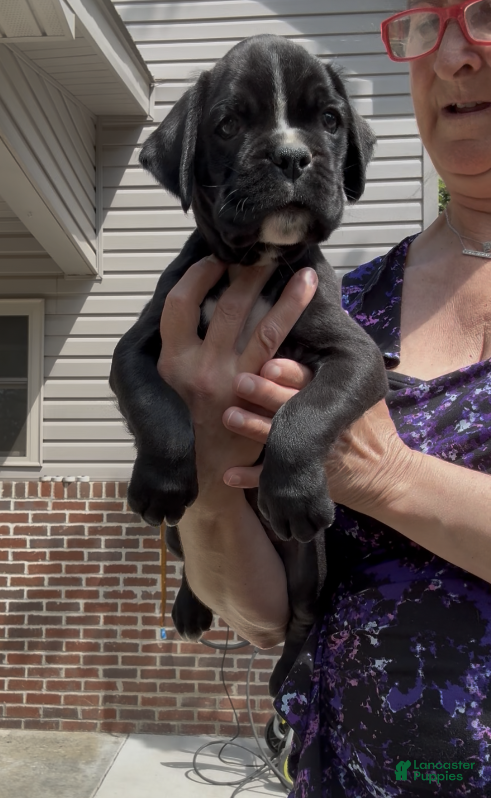 Boxer dogs Dante AKC Euro - Ad 2
