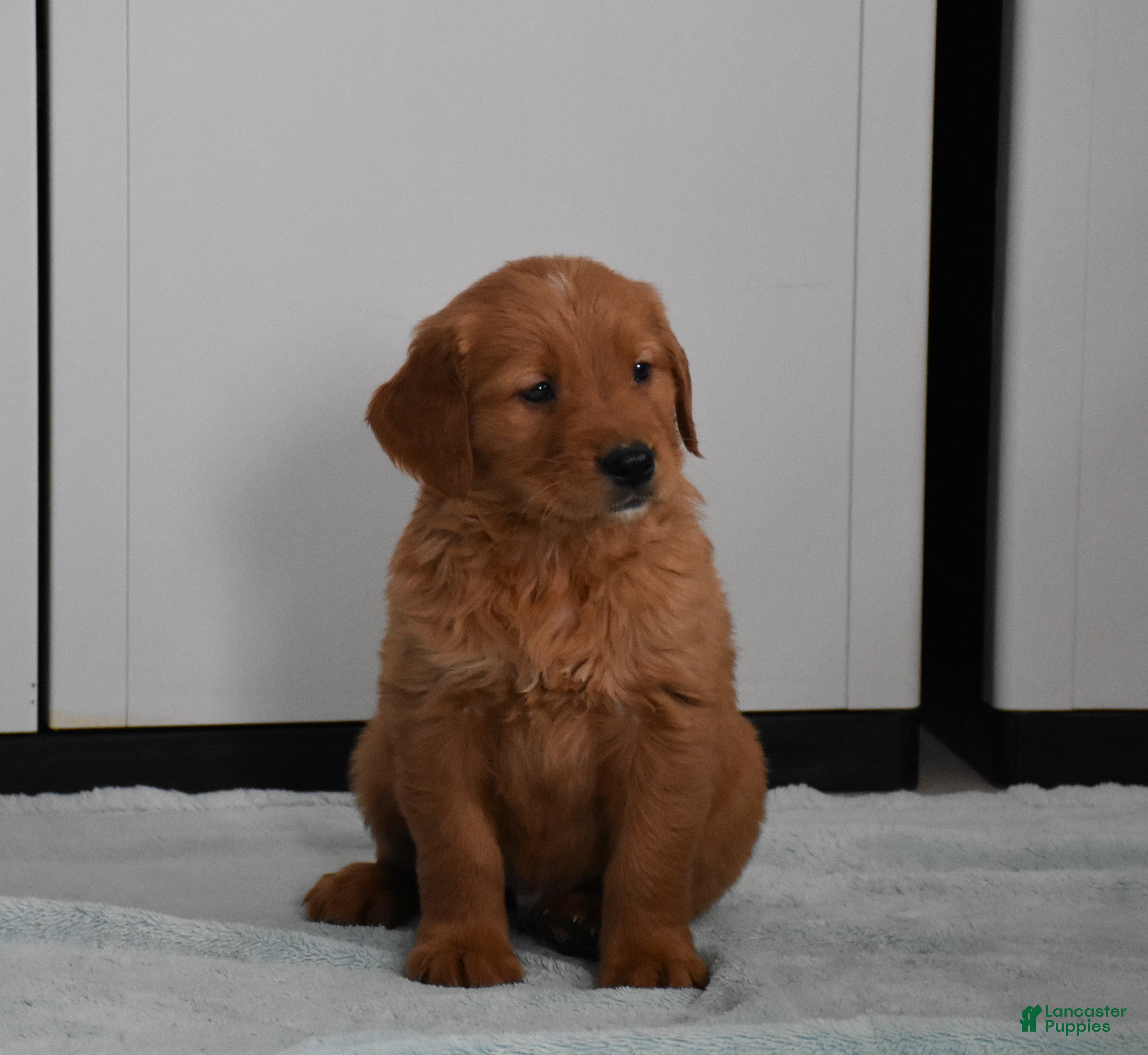 Golden Retriever dogs Tucker Genetic/OFA - Ad 1