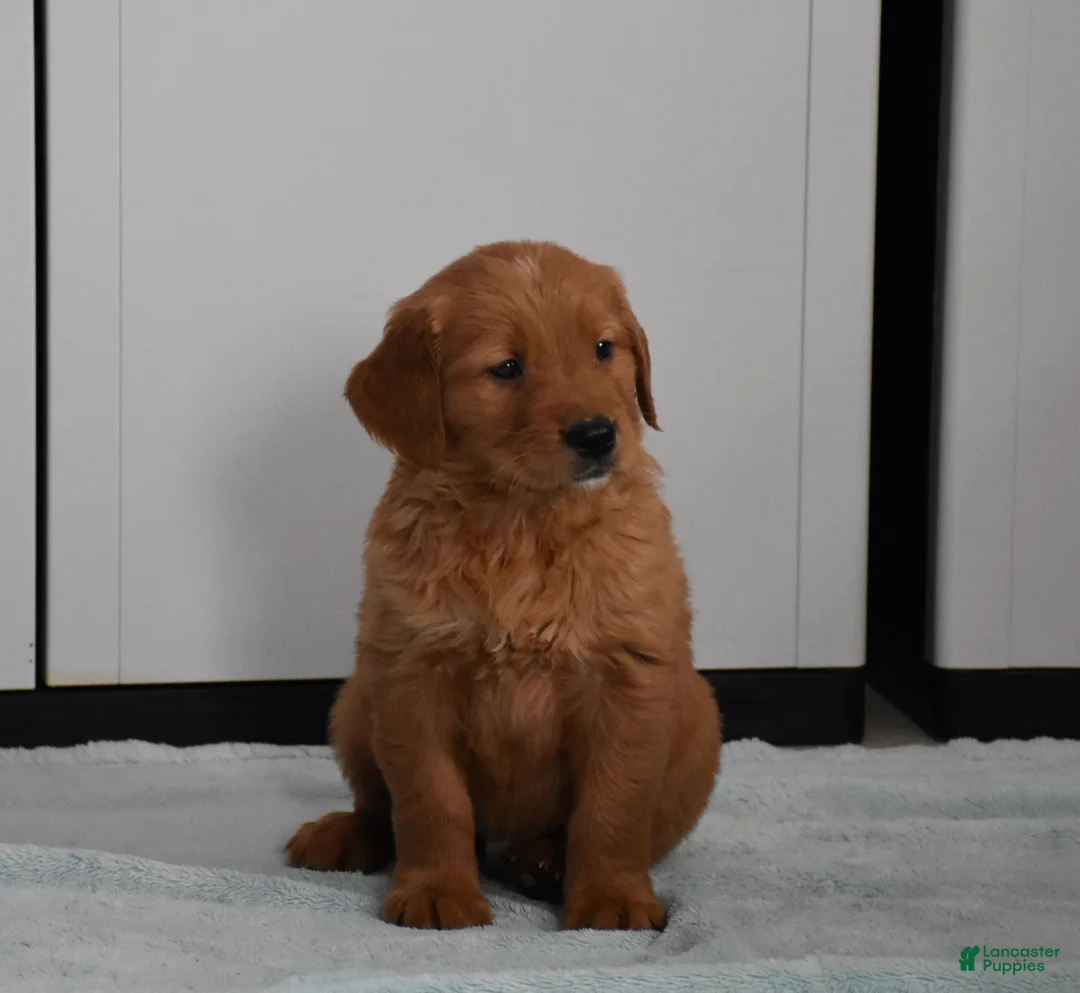 Golden Retriever dogs for sale: Tucker Genetic/OFA - Ad 1