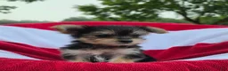 Yorkshire Terrier dogs for sale: Daisy - Ad 5