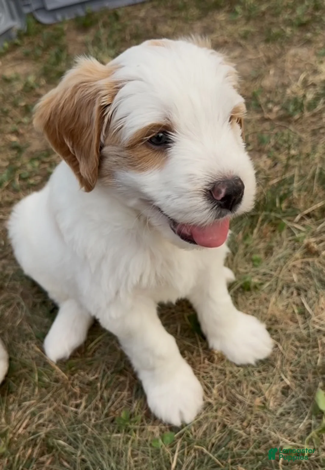 Mini Goldendoodle dogs for sale: Sage - Ad 1