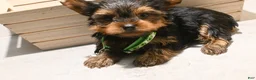 Yorkshire Terrier dogs for sale: Teacup Tyler  - Ad 3