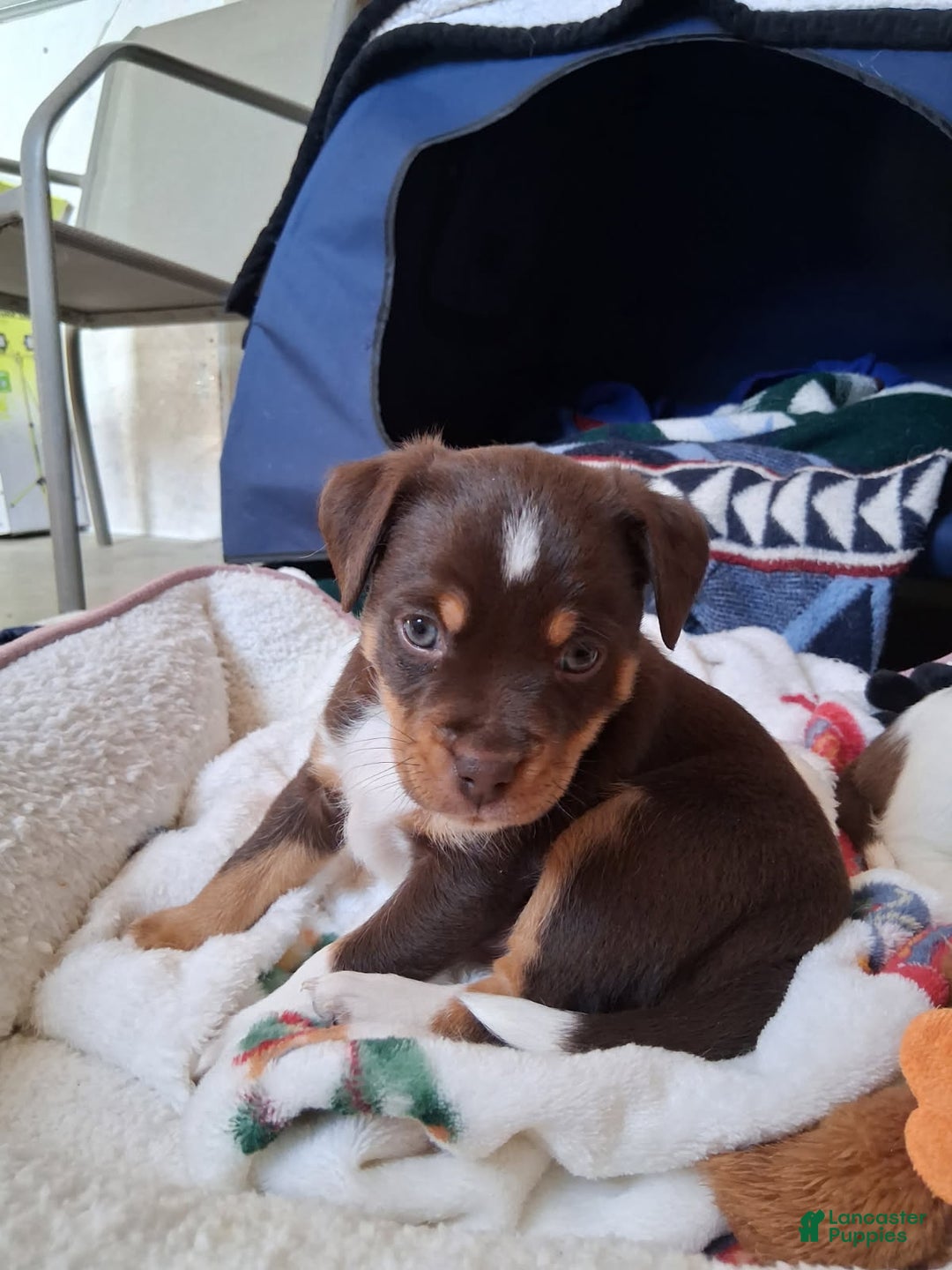 Mixed Breed dogs for sale: Mini aussie jack orange - Ad 2