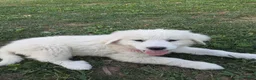 Great Pyrenees dogs for sale: Rosalee - Ad 2