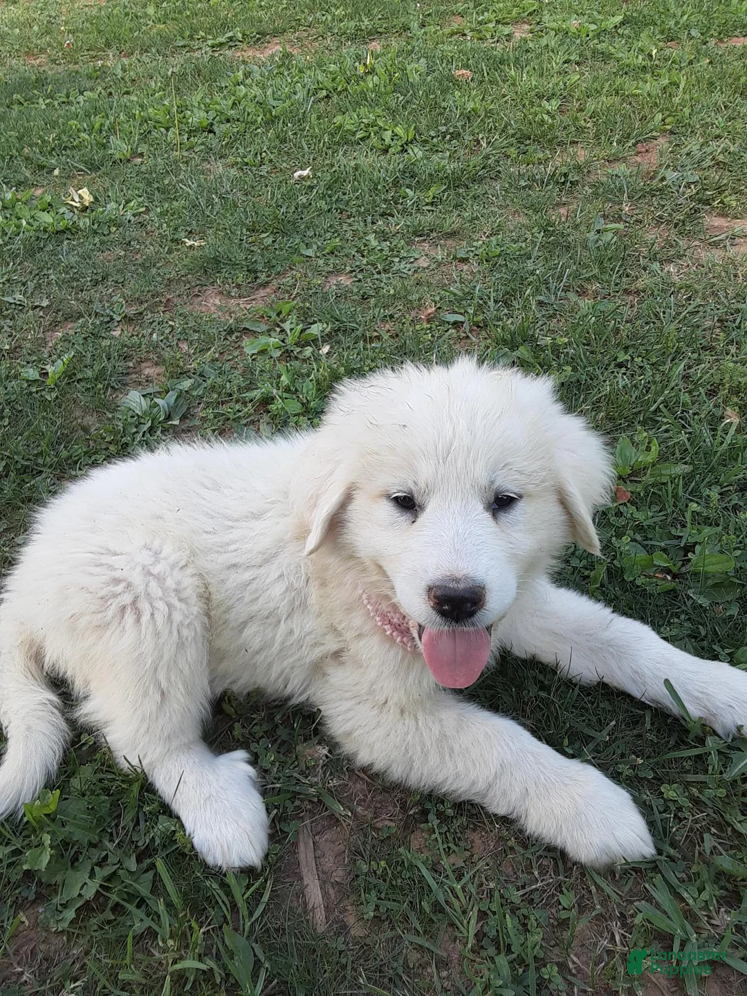 Great Pyrenees dogs for sale: Rosalee - Ad 2