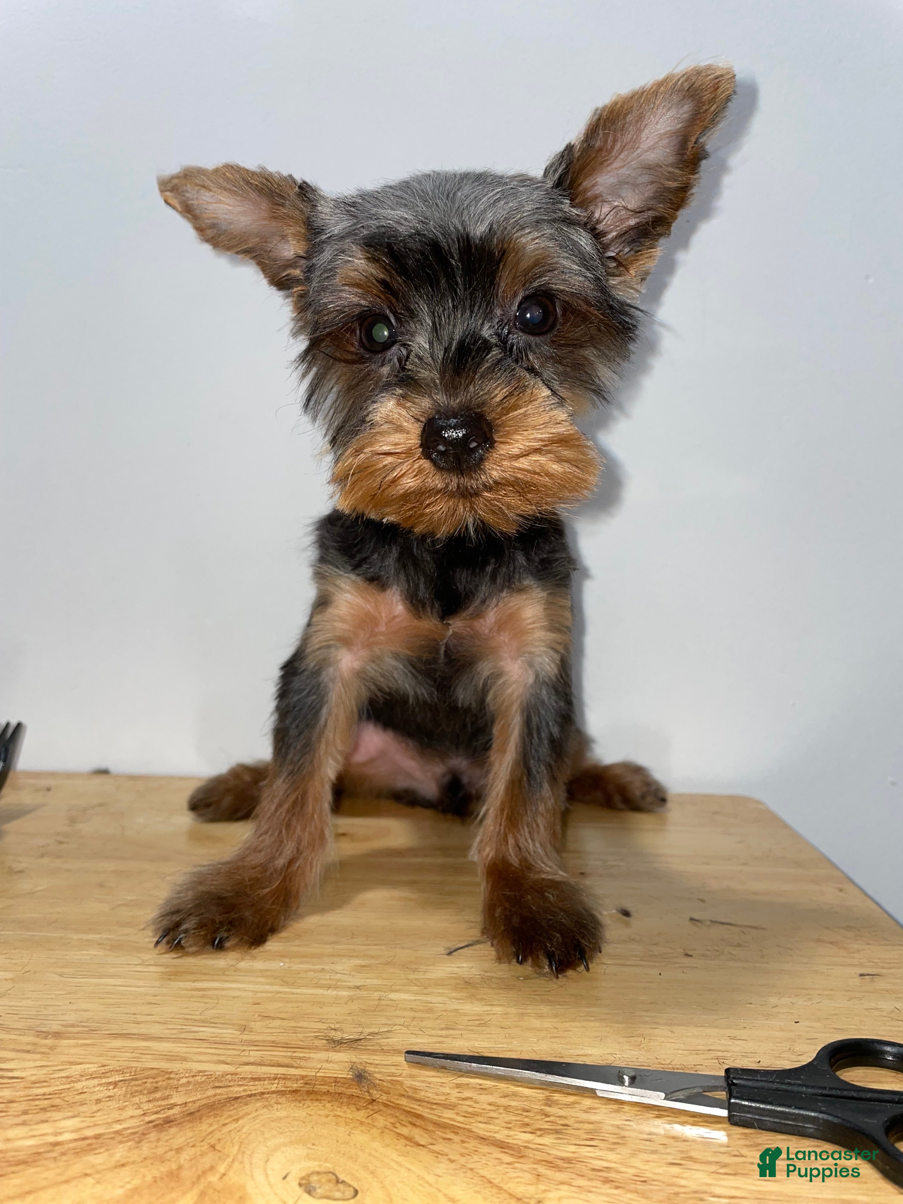 Yorkshire Terrier dogs for sale: Yorkshire Terrier 3 - Ad 4
