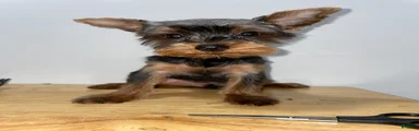 Yorkshire Terrier 3