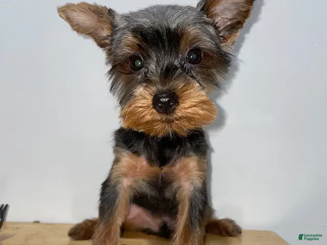 Yorkshire Terrier dogs for sale: Yorkshire Terrier 3 - Ad 1