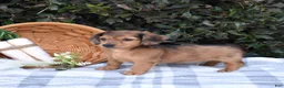 Miniature Dachshund dogs for sale: Biscuit - Ad 4