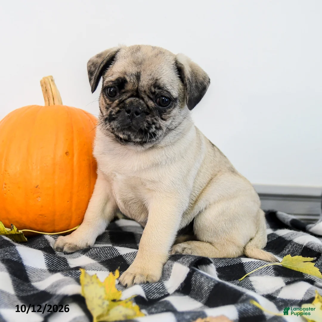 Pug dogs for sale: Polly - Ad 1