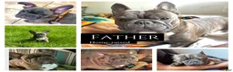 Frenchton dogs for sale: Maya - Ad 8
