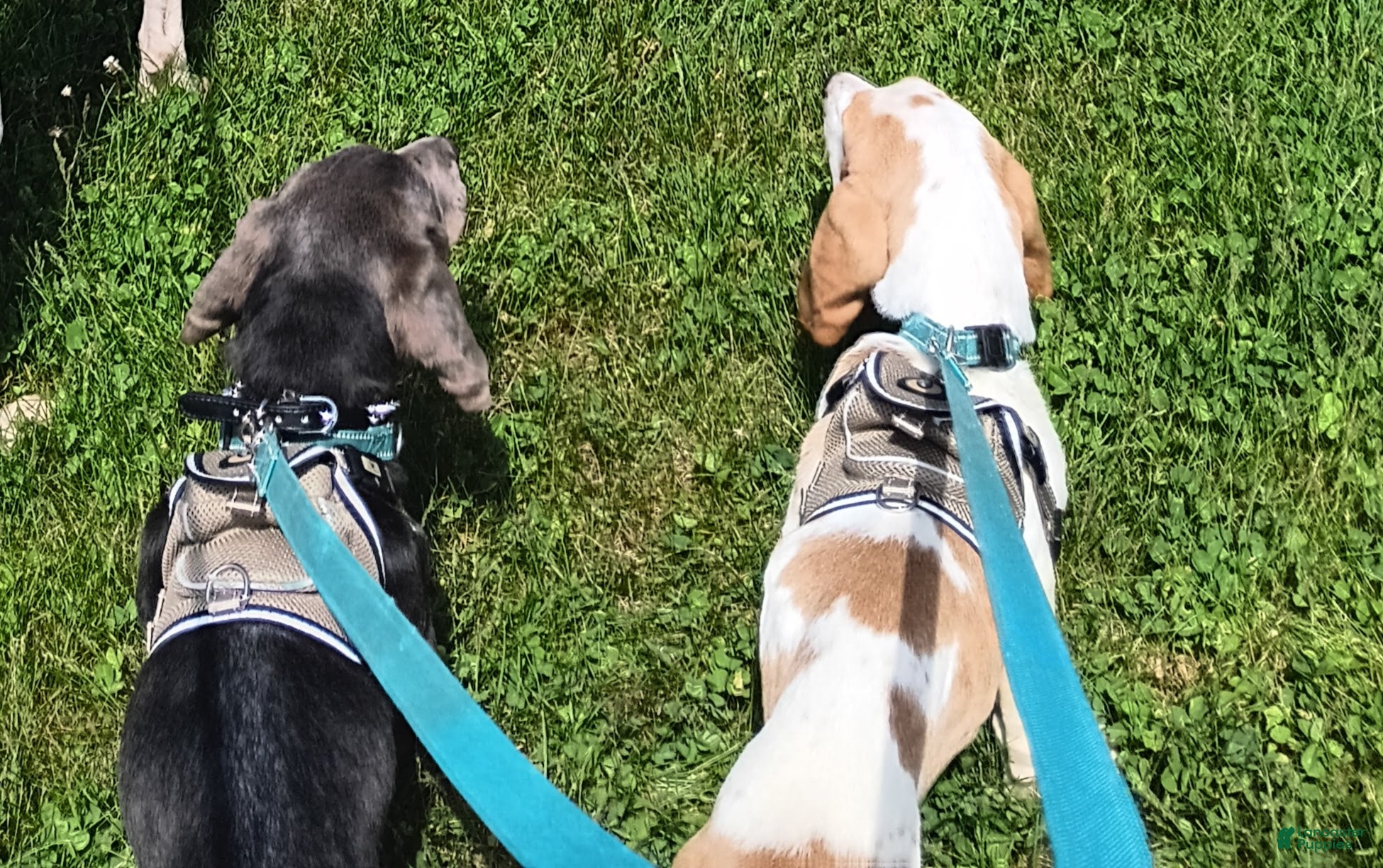 Basset Hound dogs for sale: Tucker  - Ad 2