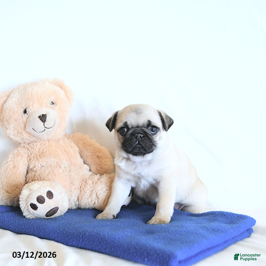 Pug dogs Blossom - Ad 2