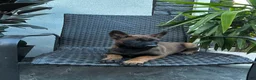 Belgian Malinois dogs for sale: Connie - Ad 2