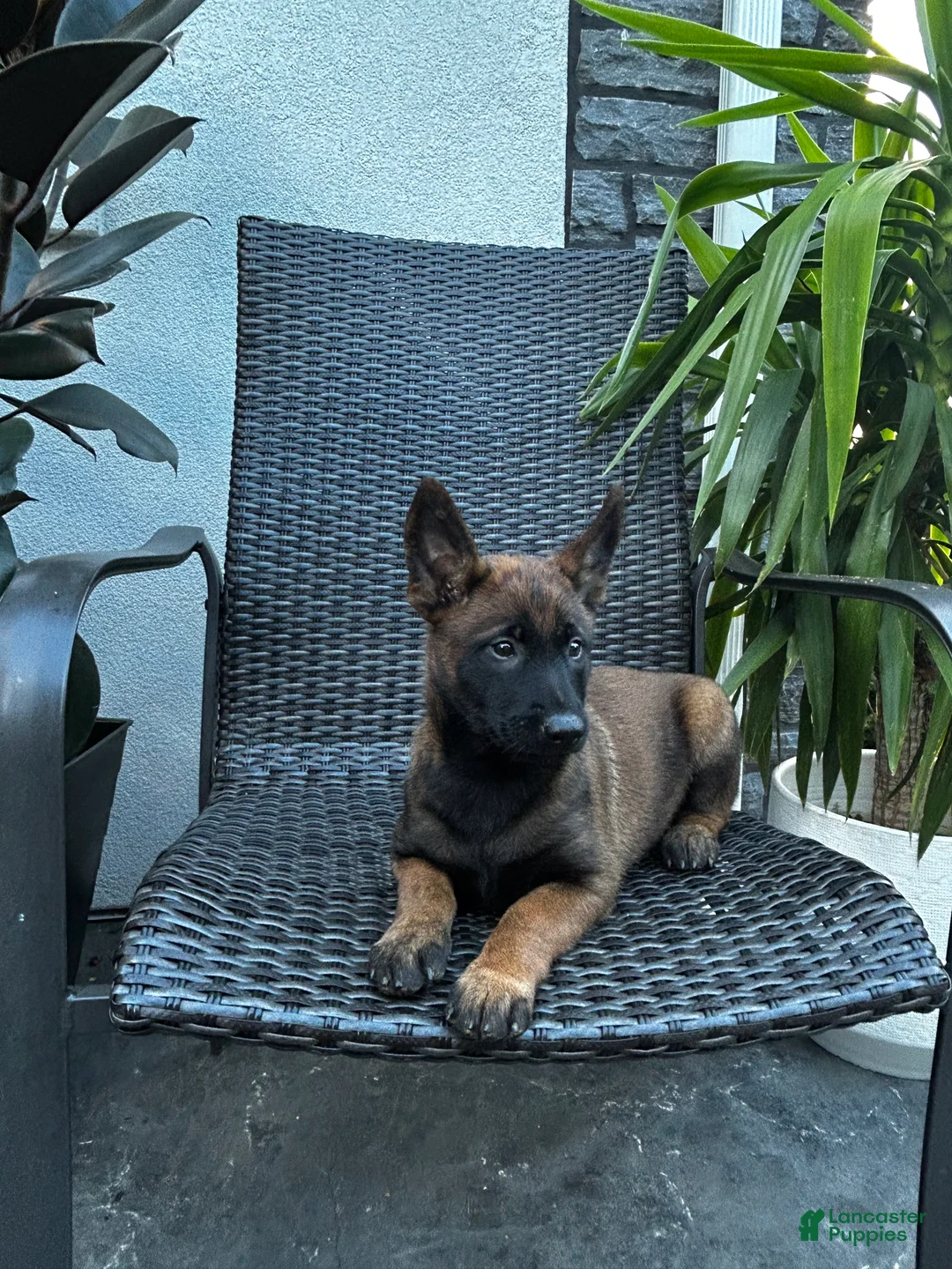 Belgian Malinois dogs for sale: Connie - Ad 2