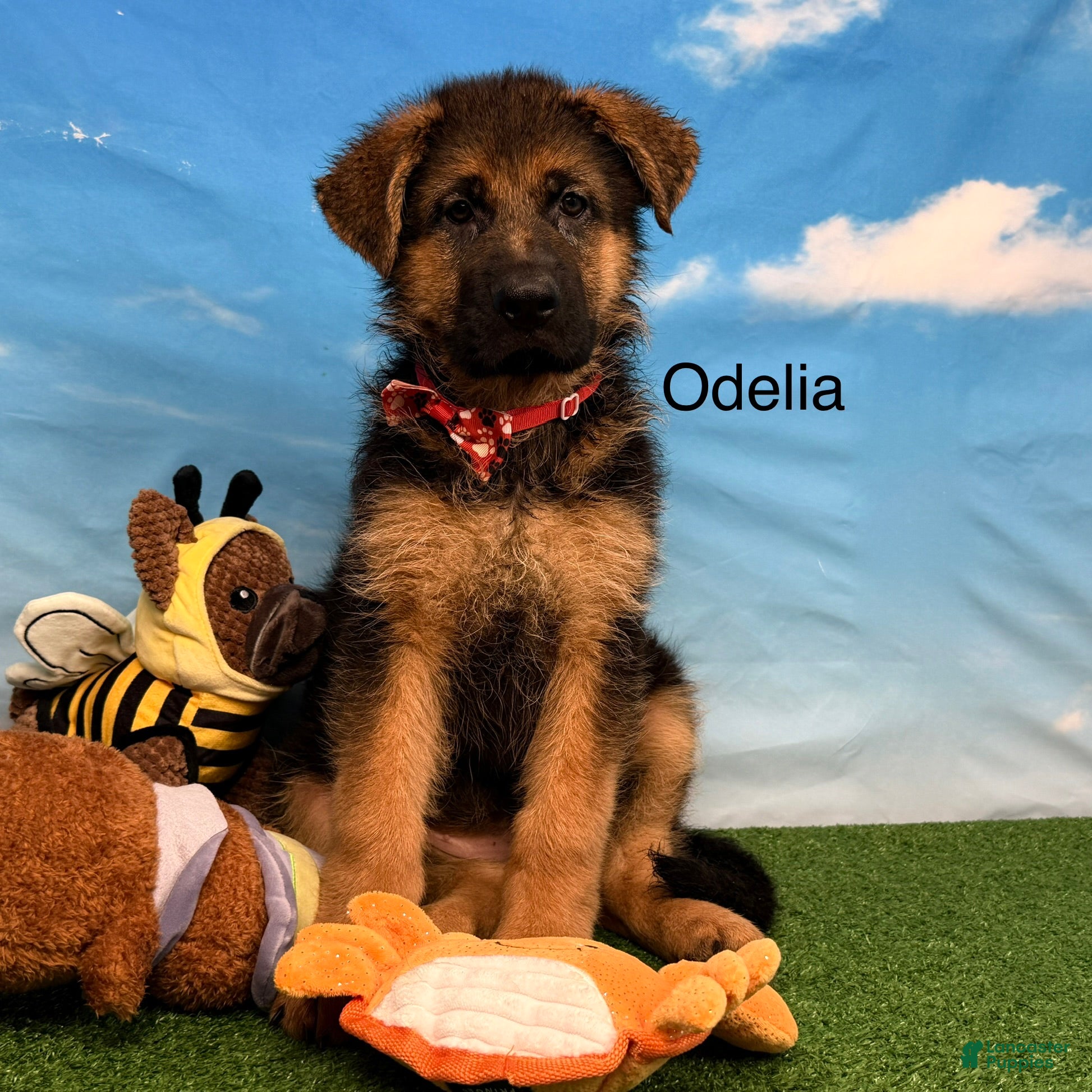 German Shepherd dogs Odelia - Ad 2