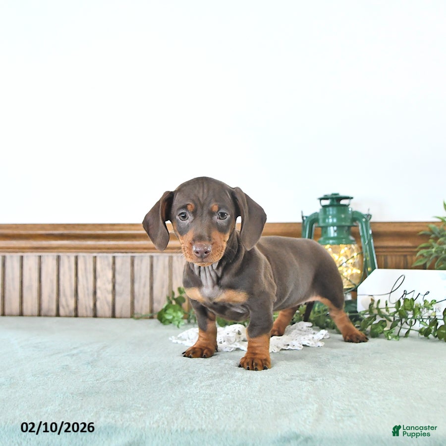 Miniature Dachshund dogs Bailey - Ad 2
