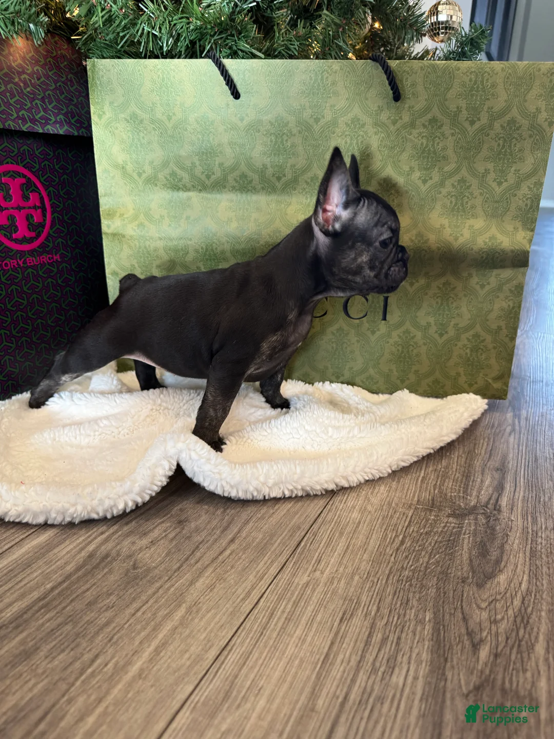 French Bulldog dogs for sale: Kalea - Ad 3