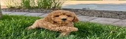 Cockapoo dogs for stud: Cockapoo 4 puppies - Ad 17