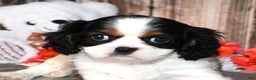 Cavalier King Charles Spaniel dogs for sale: Echo - Ad 2