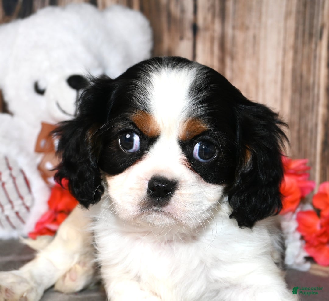 Cavalier King Charles Spaniel dogs for sale: Echo - Ad 2