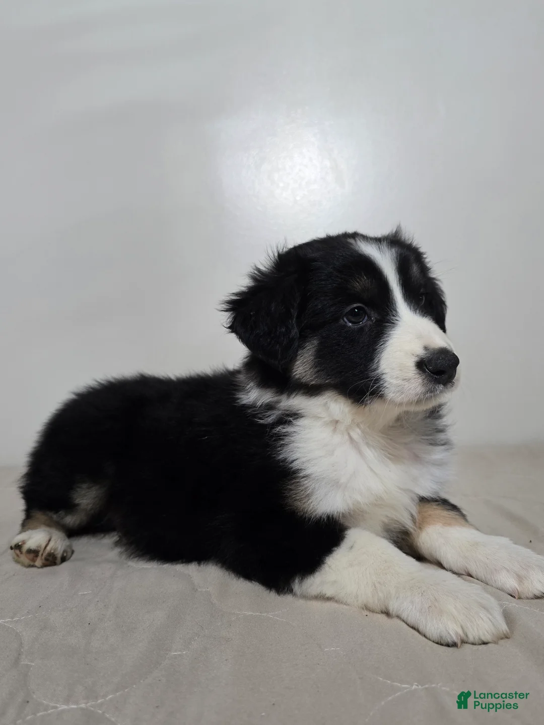 Australian Shepherd dogs for sale: Jackson  - Ad 4