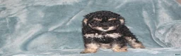 Miniature Poodle dogs for sale: Sherry - Ad 1