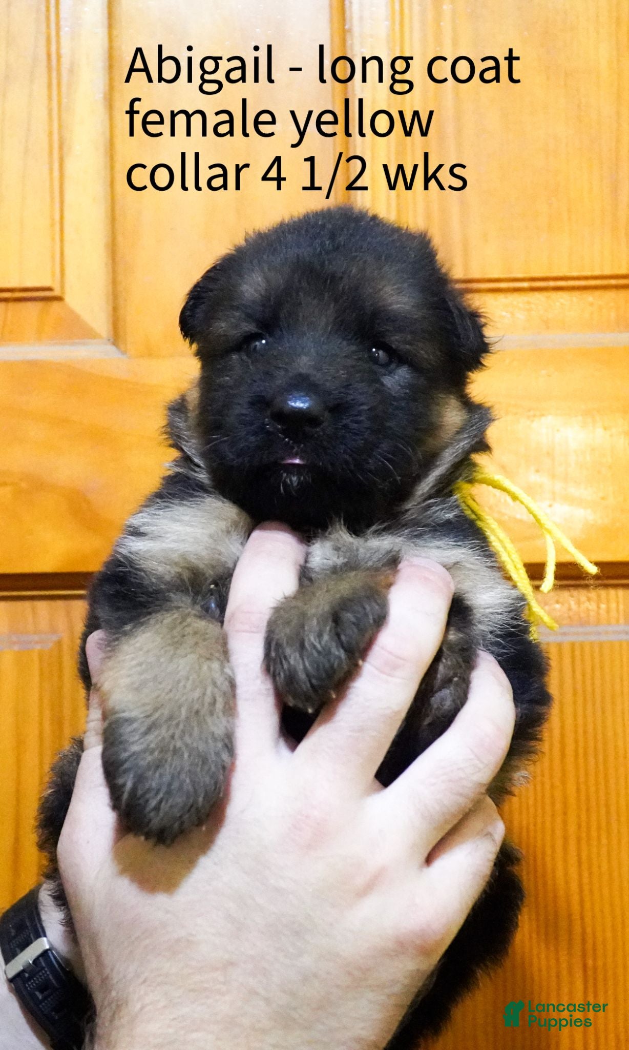 German Shepherd dogs German Shepherd 2 - Ad 36