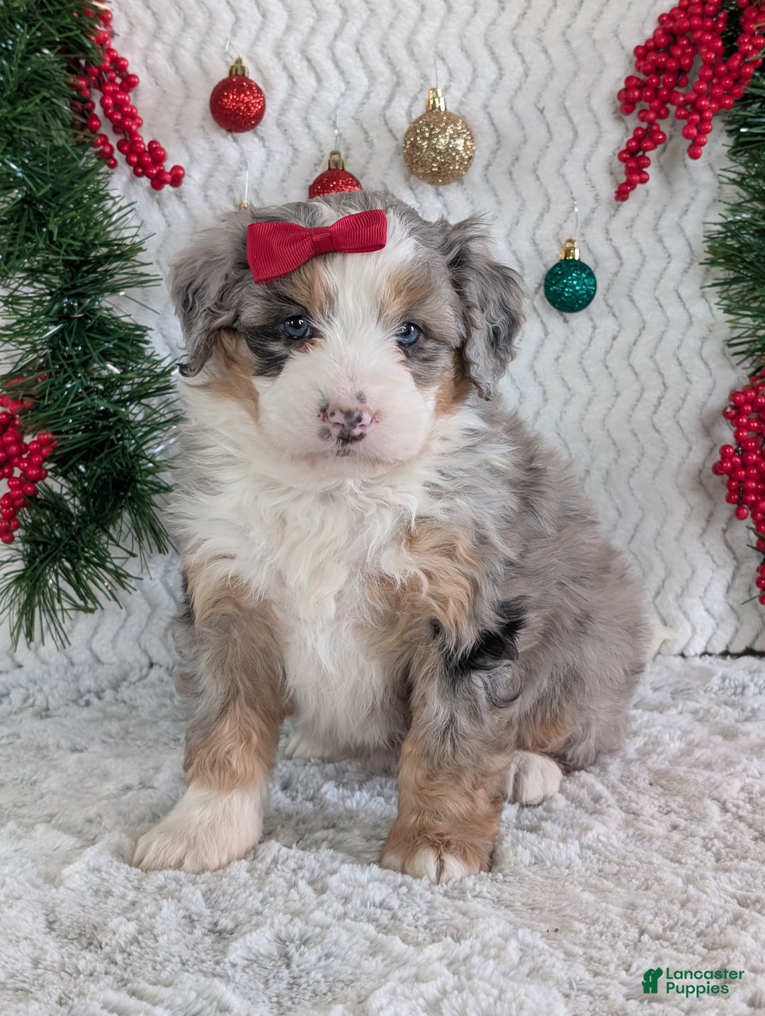Mini Bernedoodle dogs for sale: Mini Pippa  - Ad 11