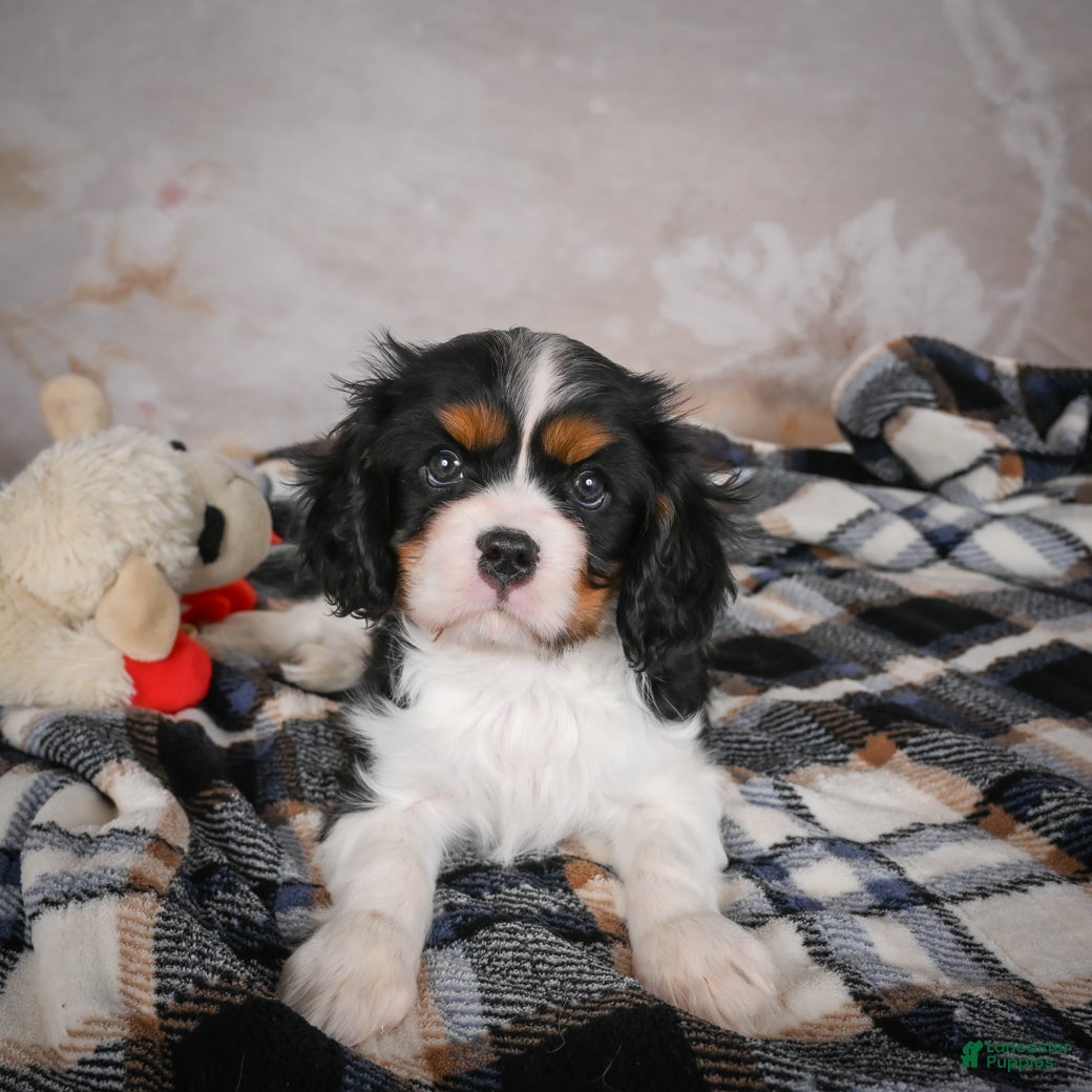 Cavalier King Charles Spaniel dogs Mia - Ad 2