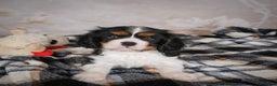 Cavalier King Charles Spaniel dogs for sale: Mia - Ad 2