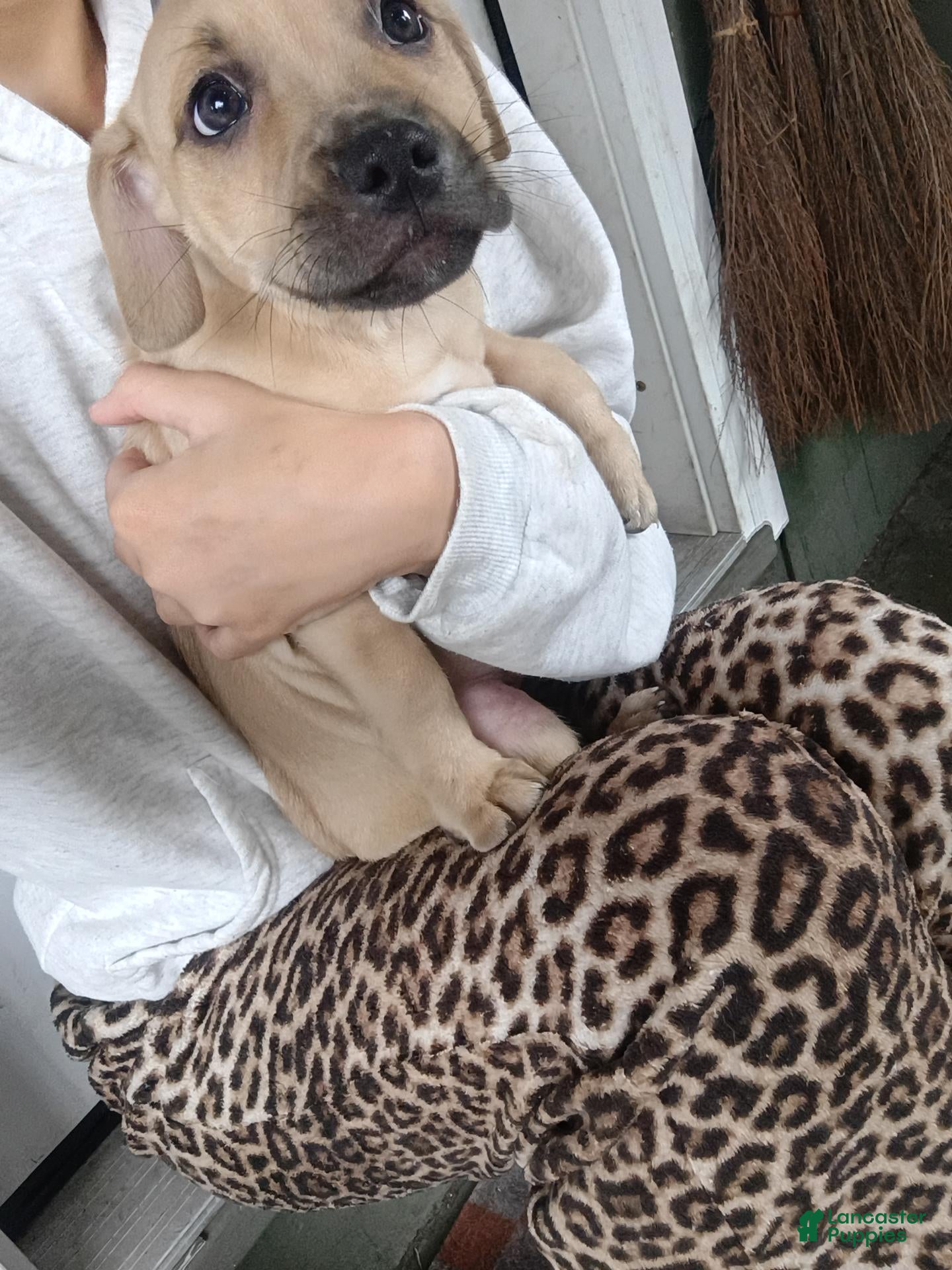 Mixed Breed dogs Blacknose Male 3 - Ad 4