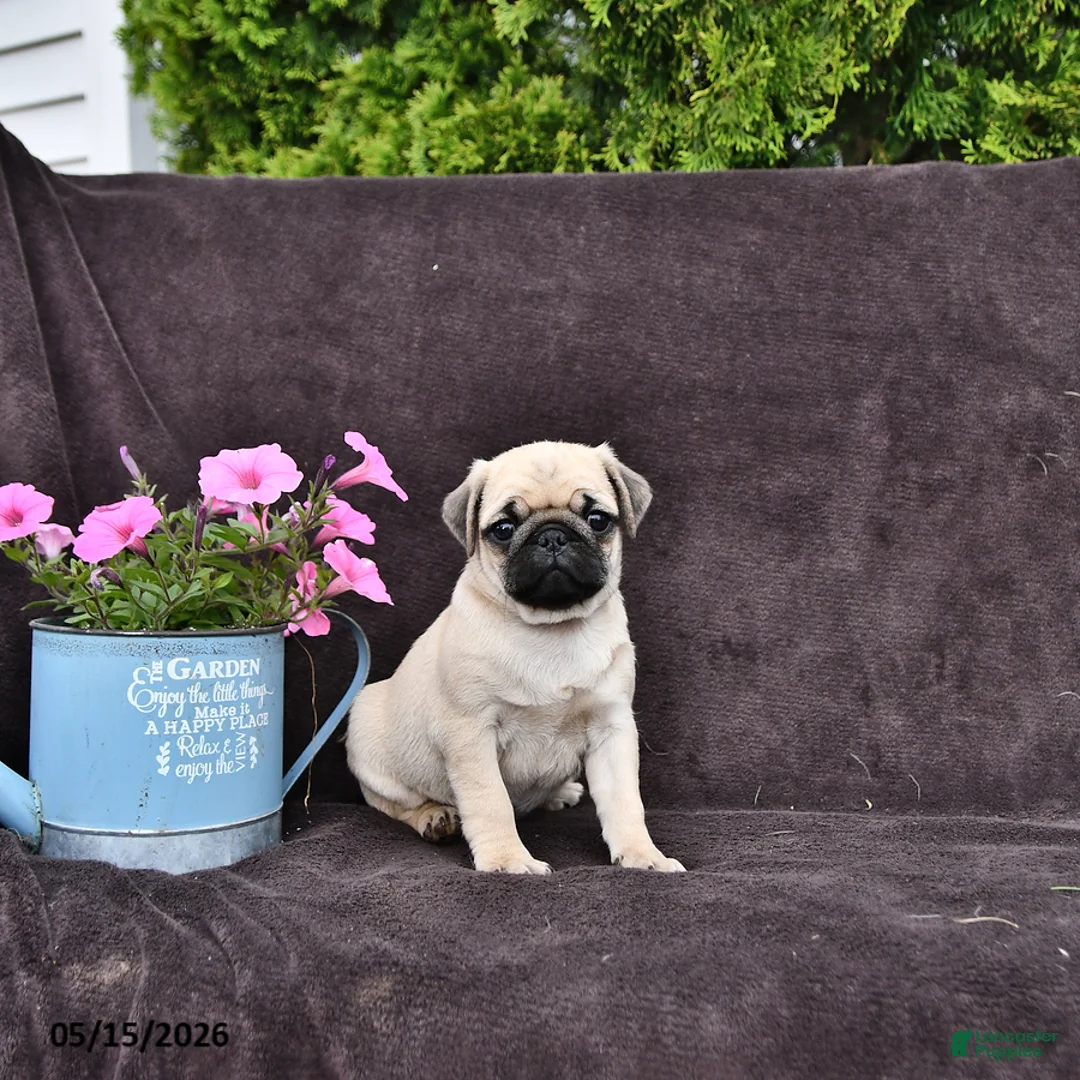 Pug dogs for sale: Begonia - Ad 2