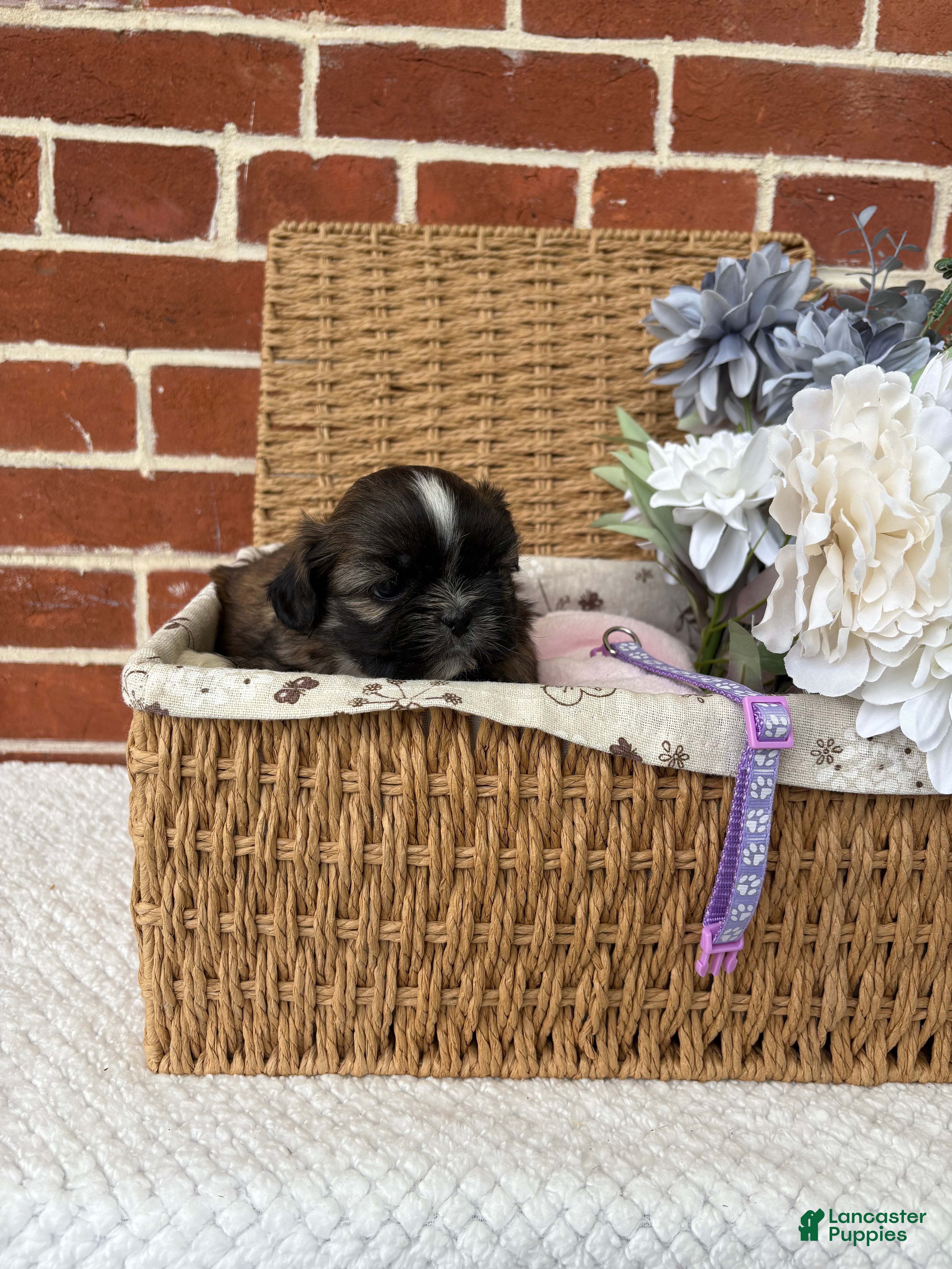 Shih Tzu dogs for sale: Lovey - Ad 9