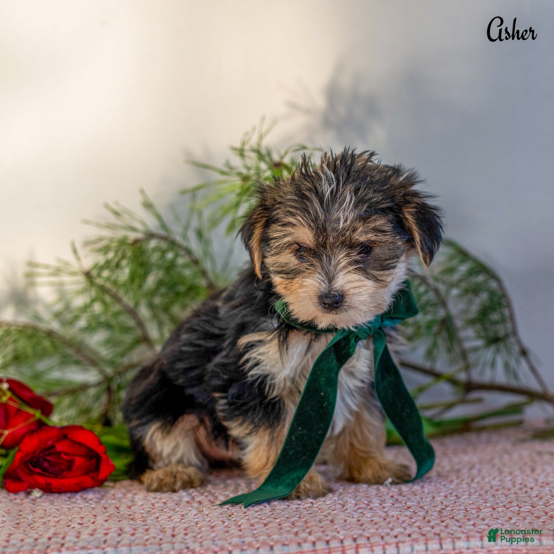 Morkie dogs for sale: Asher  - Ad 4