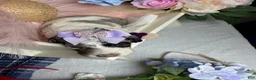 Mixed Breed dogs for sale: Monaco - Ad 6